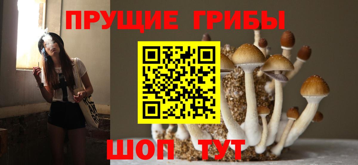 Галлюциногенные грибы Psilocybe Лысьва